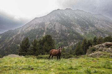 One wild horse grazing in the mountains in summer, Andorra