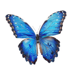 Fototapeta premium Blue Morpho Butterfly