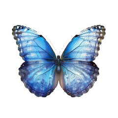 Fototapeta premium Stunning Blue Morpho Butterfly