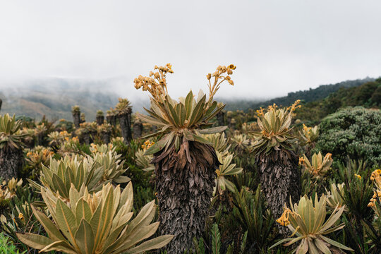 Flowered frailejon in close-up around a frailejones valley