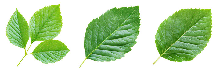 Obraz premium Blueberry leaves isolated on transparent background