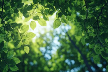 Obraz premium Serene Nature Soundscape: Tranquil Ambiance of Light Breezes Through Trees