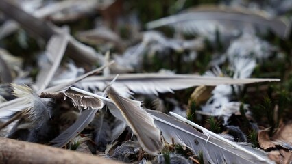 pozostałość © Kamil