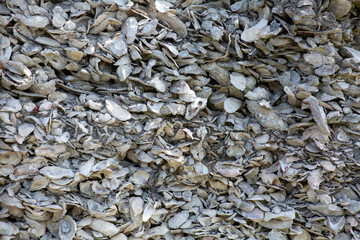 Closeup of a wall of seashells in Everglades National Park in Florida
