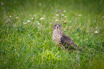 A juvenile Eurasian Goshawk stands on the ground against green grass, looking toward the camera lens on a cloudy summer day.
