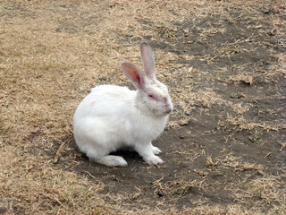 A white rabbit sits on yellow grass in a clearing. Pet on the farm