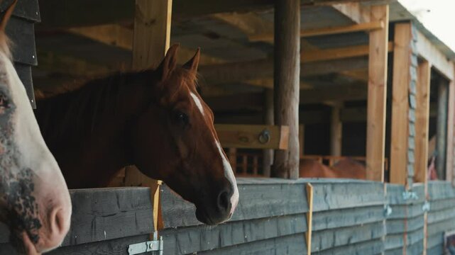 Brown horse in a stable, beautiful pony video