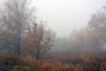 Beautiful and lovely autumn weather with white bright fog. Beautiful, wet yellow leaves on the trees, wet grass. Unusual nature and weather.
