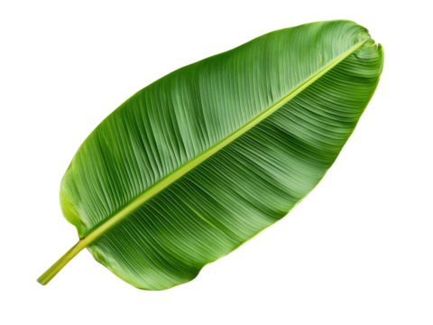 A single bright green banana leaf with smooth edges, isolated on a clean transparent background, PNG file.
