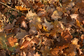 The autumn season is beautiful and pleasant. Yellow, brown, golden, dry green leaves, fallen leaves lie on the ground, sidewalks on the still green grass. ...