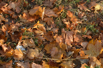 The autumn season is beautiful and pleasant. Yellow, brown, golden, dry green leaves, fallen leaves lie on the ground, sidewalks on the still green grass. ...