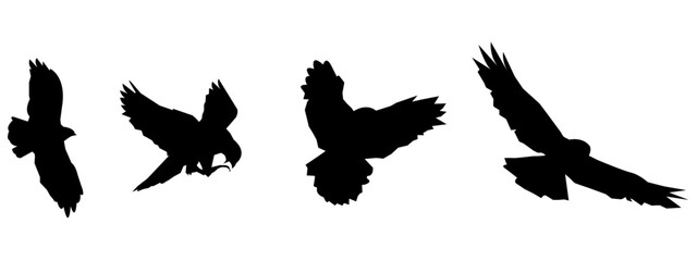 Set of eagle silhouettes, isolated on white background, suitable for illustration, design.