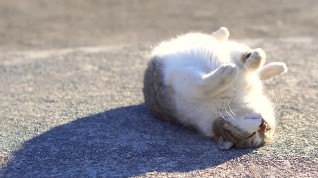 A white and brown community cat rolling around in an outdoor park