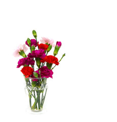 Collection carnation flowers on white background