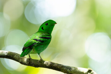 Cute Green broadbill at tree