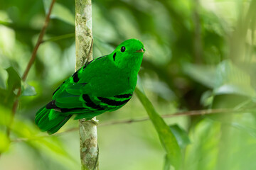 Cute Green broadbill at tree