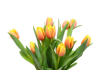 Colorful tulip flowers isolated on white