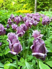 Purple blooming tulips on green stems with petals in the garden