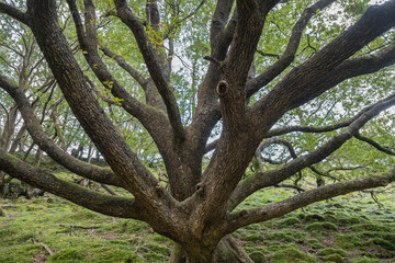 Ancient oak tree with many branches in a forest