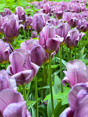Purple blooming tulips on green stems with petals in the garden