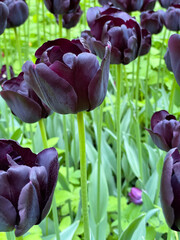Purple blooming tulips on green stems with petals in the garden