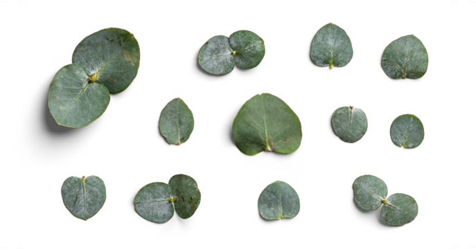 Assorted Eucalyptus Leaf Shapes Botanical Themes