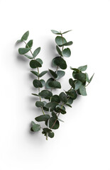 Bunch of Eucalyptus Branches with Rounded Leaves © Custom Scene