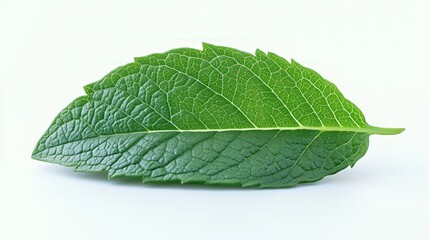 Obraz premium A single green mint leaf isolated on a white background.