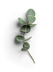 Close-Up of Organic Eucalyptus Leaves © Custom Scene
