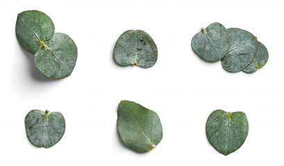 Collection of Eucalyptus Leaves Isolated