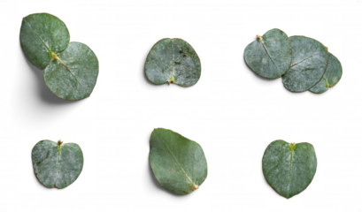 Collection of Eucalyptus Leaves Isolated