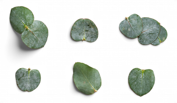 Collection of Eucalyptus Leaves Isolated