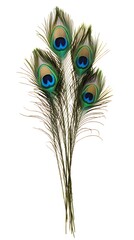 Peacock Feather on White Background, Abstract Image, Texture, Pattern Background, Wallpaper, Cover and Screen of Smartphone, PC, Laptop, 9:16 and 16:9 Format