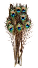 Peacock Feather on White Background, Abstract Image, Texture, Pattern Background, Wallpaper, Cover and Screen of Smartphone, PC, Laptop, 9:16 and 16:9 Format