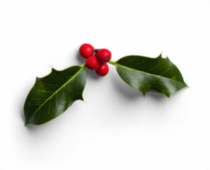 Holly Branch with Green Leaves and Red Berries
