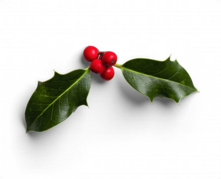 Holly Branch with Green Leaves and Red Berries