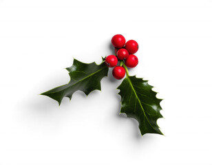 Holly Branch with Red Berries and Dark Green Leaves