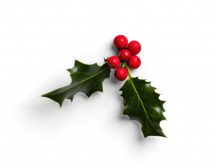 Holly Branch with Red Berries and Dark Green Leaves