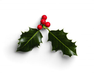 Holly Branch with Red Berries