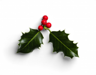 Holly Branch with Red Berries