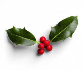 Holly Leaves and Berries Isolated