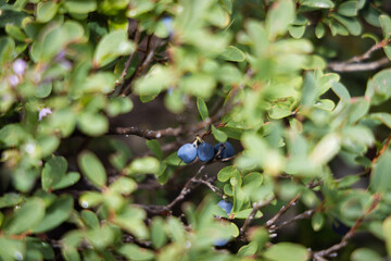 Bog bilberry, Vaccinium uliginosum, closeup of bog blueberry growing in the forest