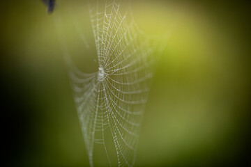 Spider web with dew drops. 8845