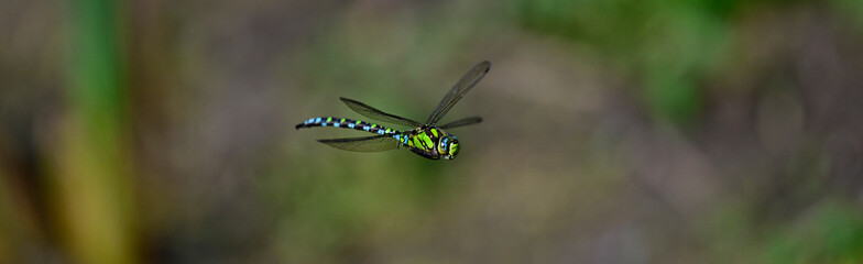 Blaugrüne Mosaikjungfer // Southern hawker, blue hawker (Aeshna cyanea)