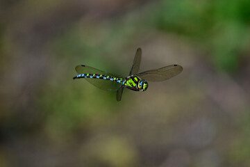 Southern hawker, blue hawker // Blaugrüne Mosaikjungfer (Aeshna cyanea)