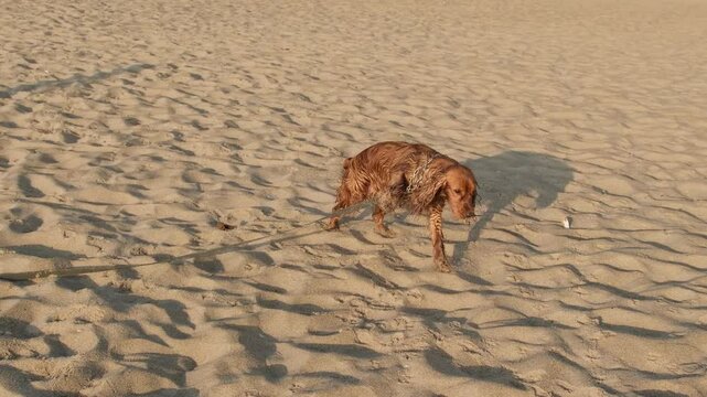 English cocker spaniel pooping on the sand on the beach
