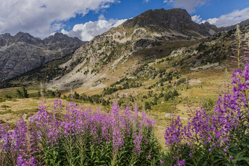 Rosebay willowherb, Chamaenerion pink flowers growing in the Pyrenees mountains, Vall d'Incles, Andorra 