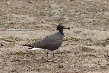 Seagulls standing on the ground in oman