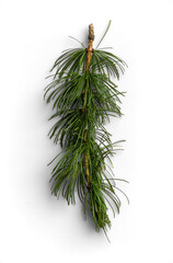 Natural Evergreen Pine Sprig with Long Green Needles for Seasonal Use