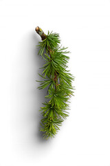 Natural Larch Branch for Winter Themes